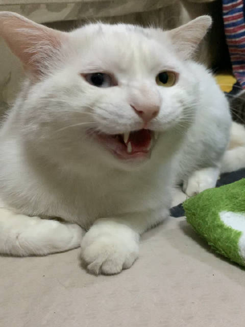 继续审问。大强这猫心机太深...